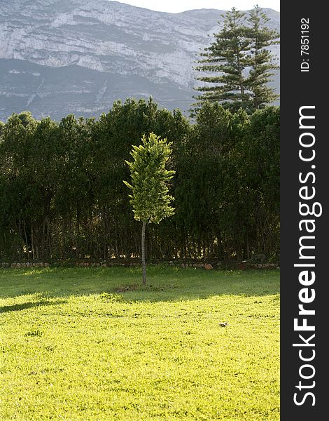 Cypress as an island of green grass in Denia, Spain