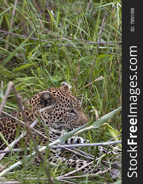 Leopard resting at Kruger national park.