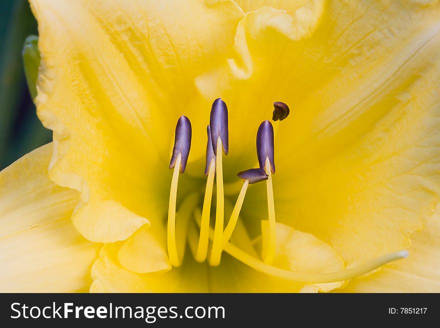 Macro of Stamens of Yellow Day Lily