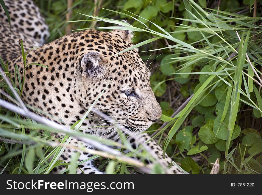 Leopard resting at Kruger national park.