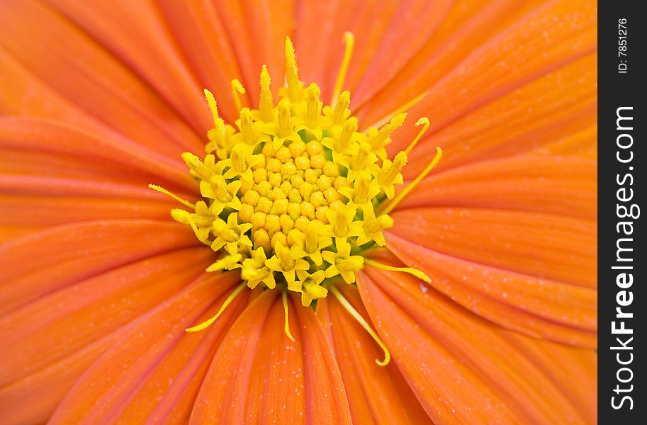 Macro of Orange Gerbera Daisy