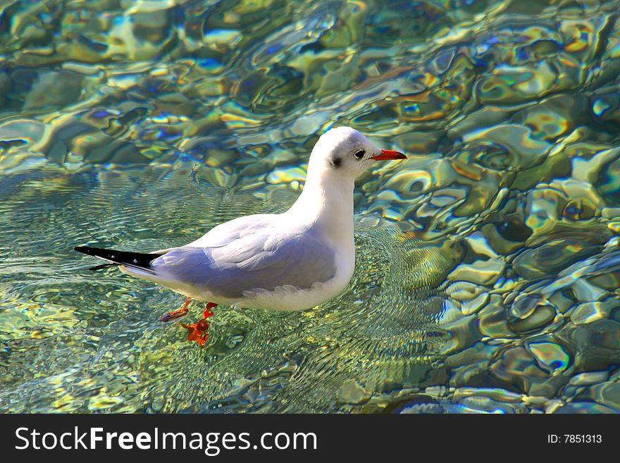 Gull swim in a clear sea winter. Gull swim in a clear sea winter