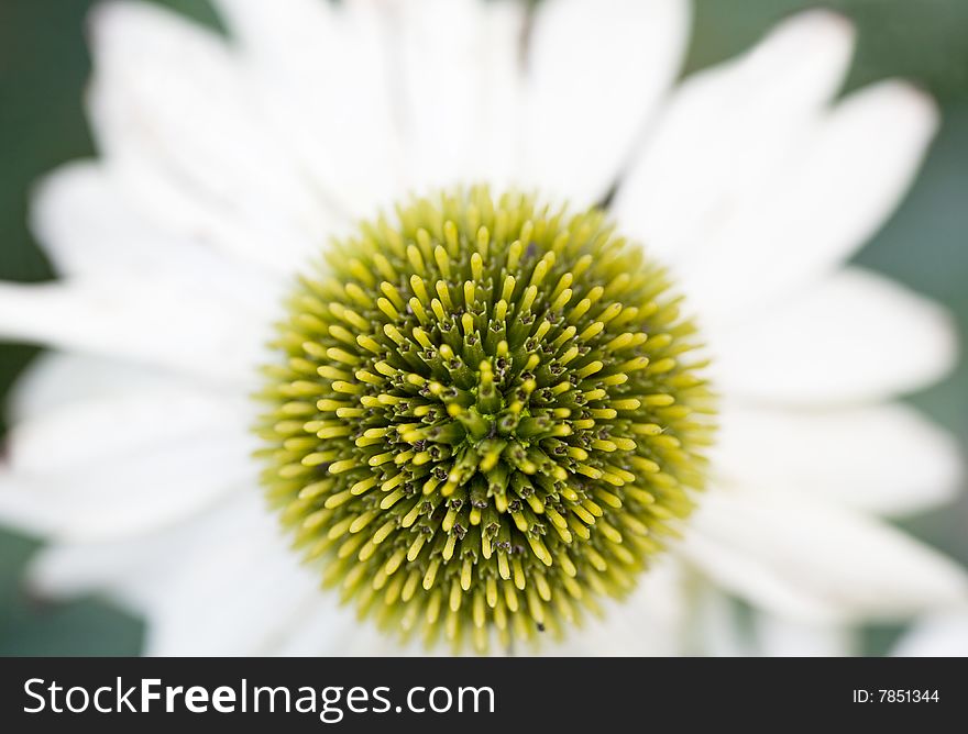 Macro of a White Cone Flower
