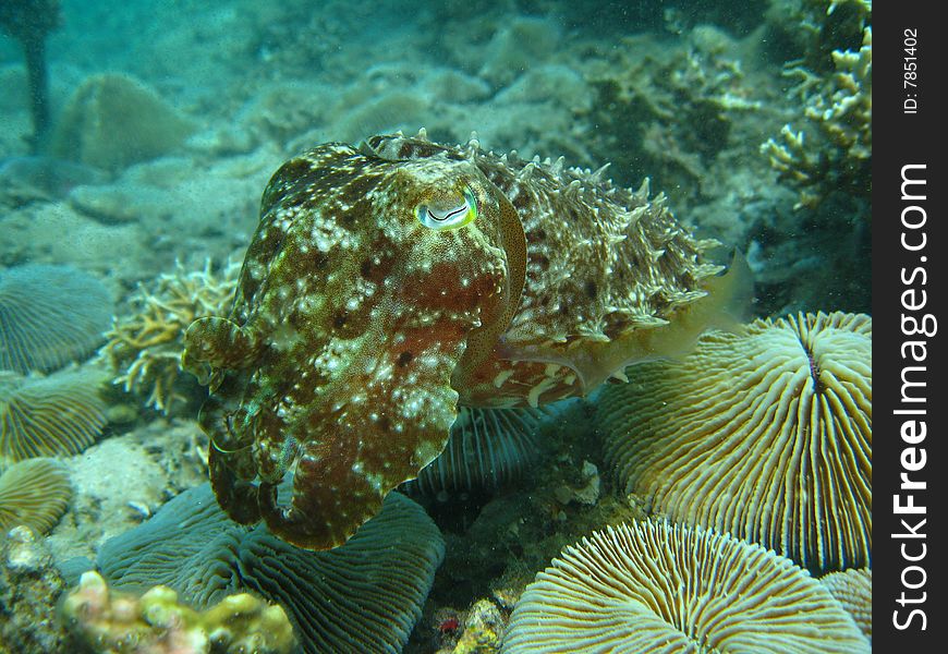 Cuttle fish hovering over mushroom corals