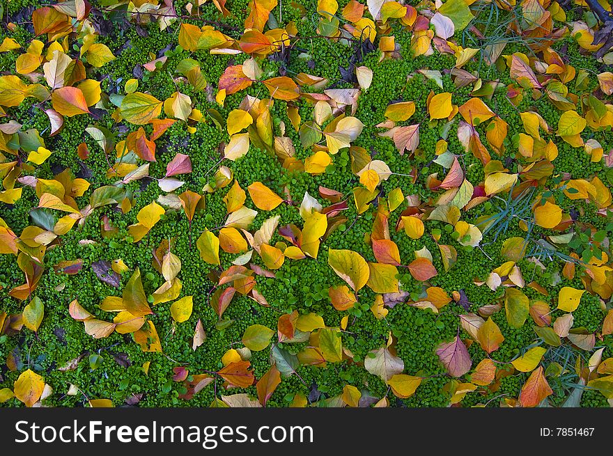 Colorful leaves lie on the bed of grass. Colorful leaves lie on the bed of grass.