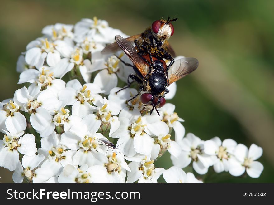 Couple of Gymnosoma rotundatus flies while copulating. The insects are standing on white flowers. Macro shot.