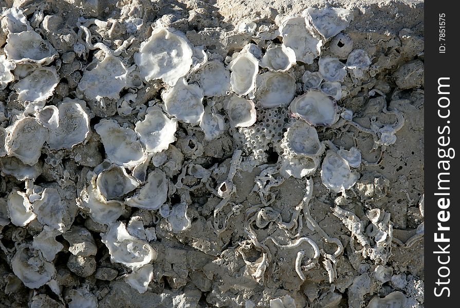 Marine rock texture detail on docks, barnacle. Marine rock texture detail on docks, barnacle