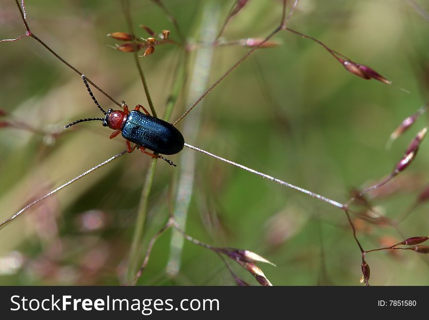 Cereal leaf beetle (oulema melanopus) on a string of grass. It is blue with a red head.