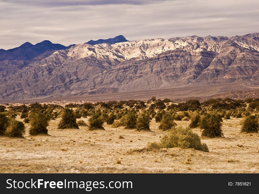 This is a picture of the Devil's Cornfield at Death Valley National Park.