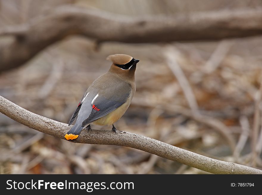 Cedar Waxwing (Bombycilla cedorum cedorum), individual with rare orange-tipped tail, sitting on branch. Cedar Waxwing (Bombycilla cedorum cedorum), individual with rare orange-tipped tail, sitting on branch.