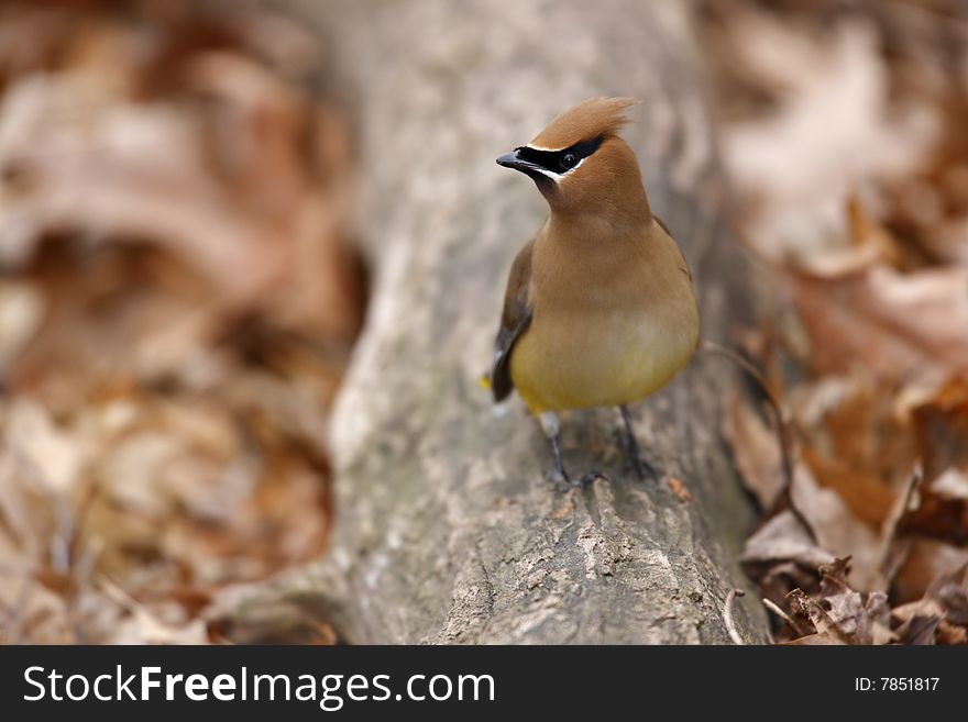 Cedar Waxwing (Bombycilla cedorum cedorum) sitting on log. Cedar Waxwing (Bombycilla cedorum cedorum) sitting on log