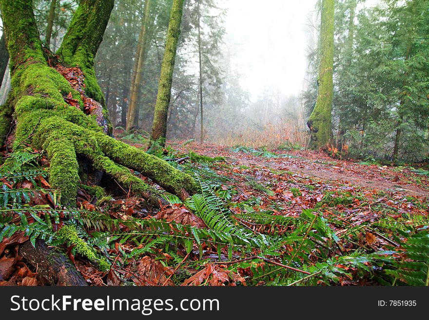 Old growth forest, Vancouver, Canada