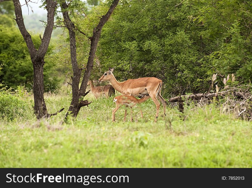 Female impala mothering her cub in Kruger Park