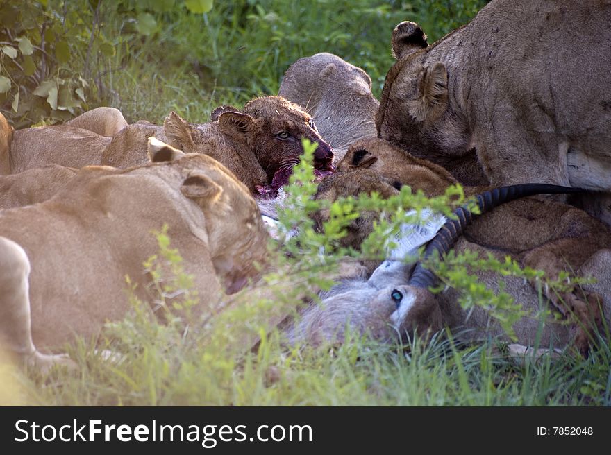Lion family eating their prey in Kruger Park