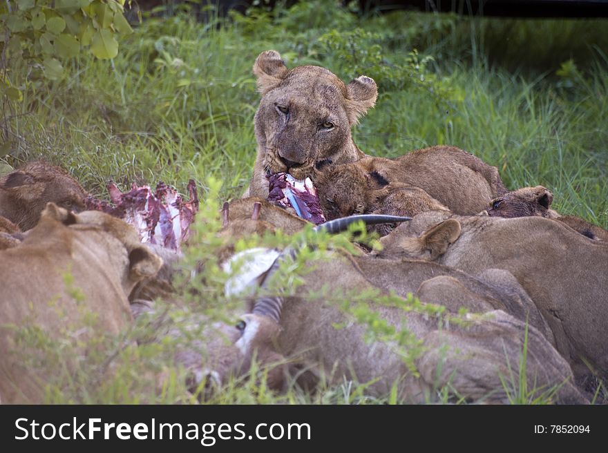 Lion family eating their prey in Kruger Park