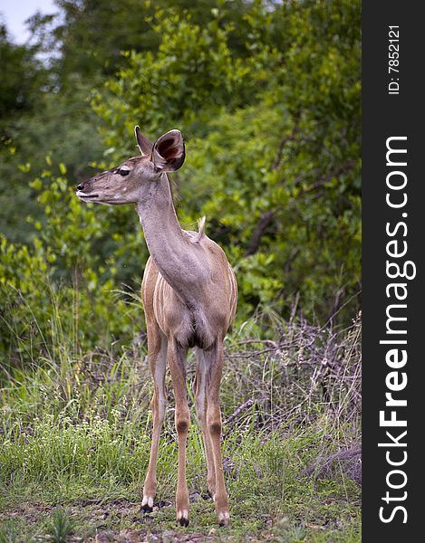 A female kudu, a large species of antelope, on a South African game farm