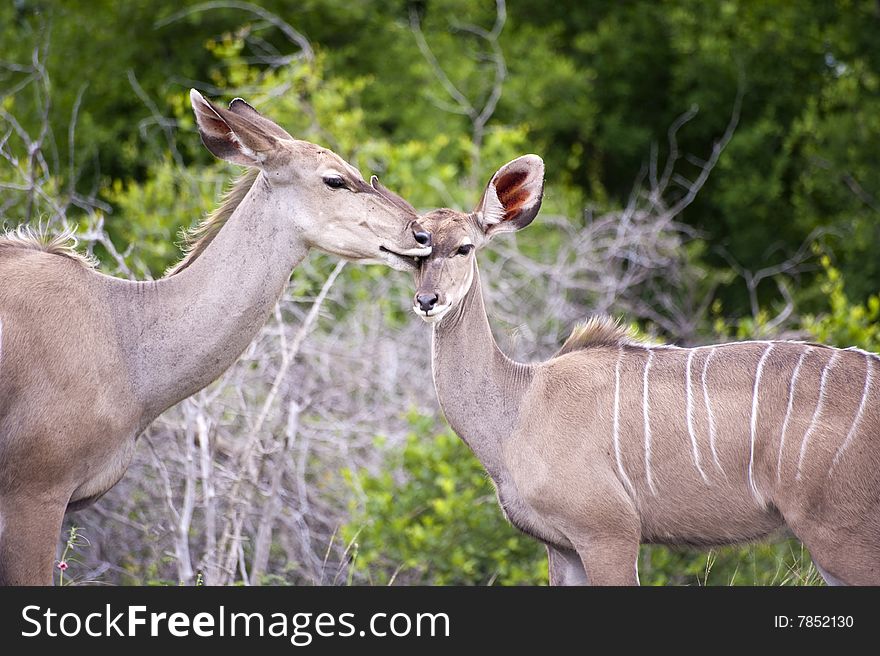 Kudu mother with her cub in Kruger Park