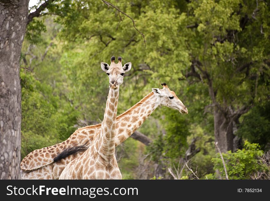 Giraffe in kruger national park