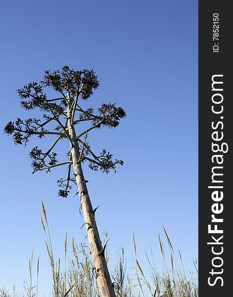 Agave, pitera, cactus from mediterranean sea shore, spain