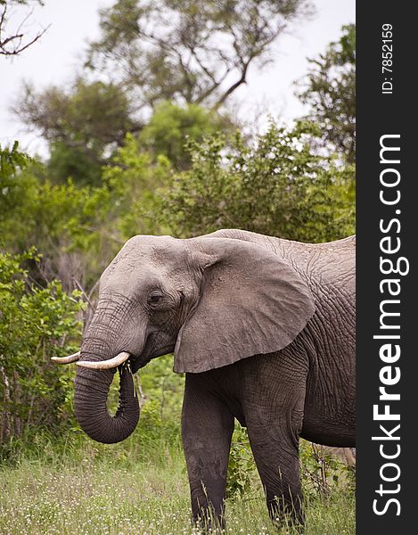Elephant In Kruger Park
