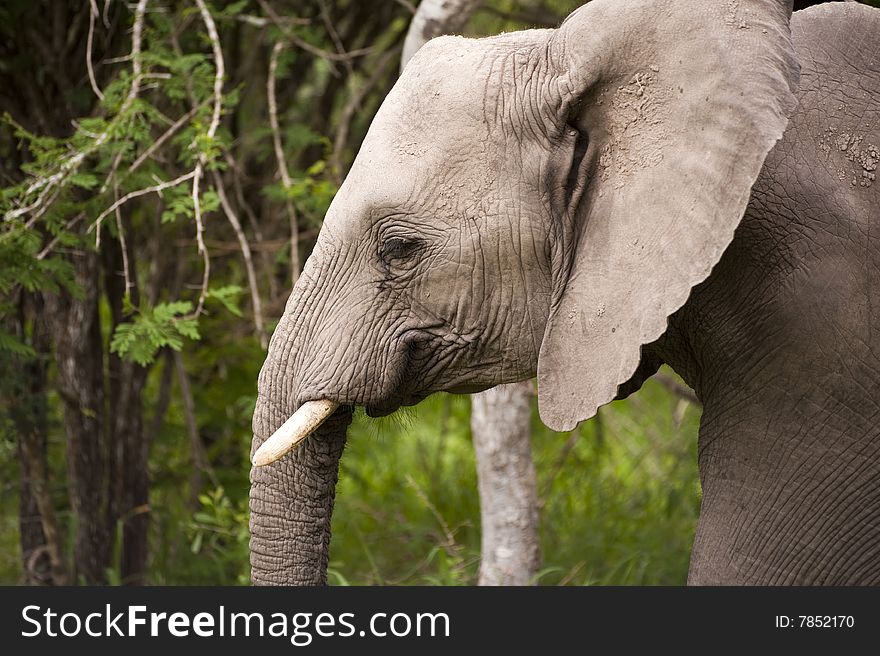 Elephant In Kruger Park