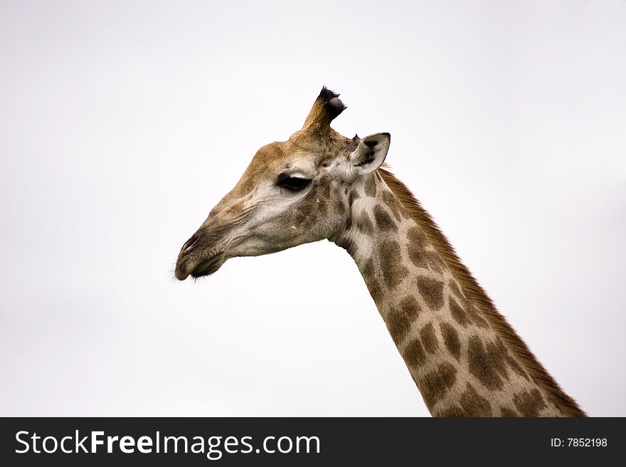 Giraffe in kruger national park