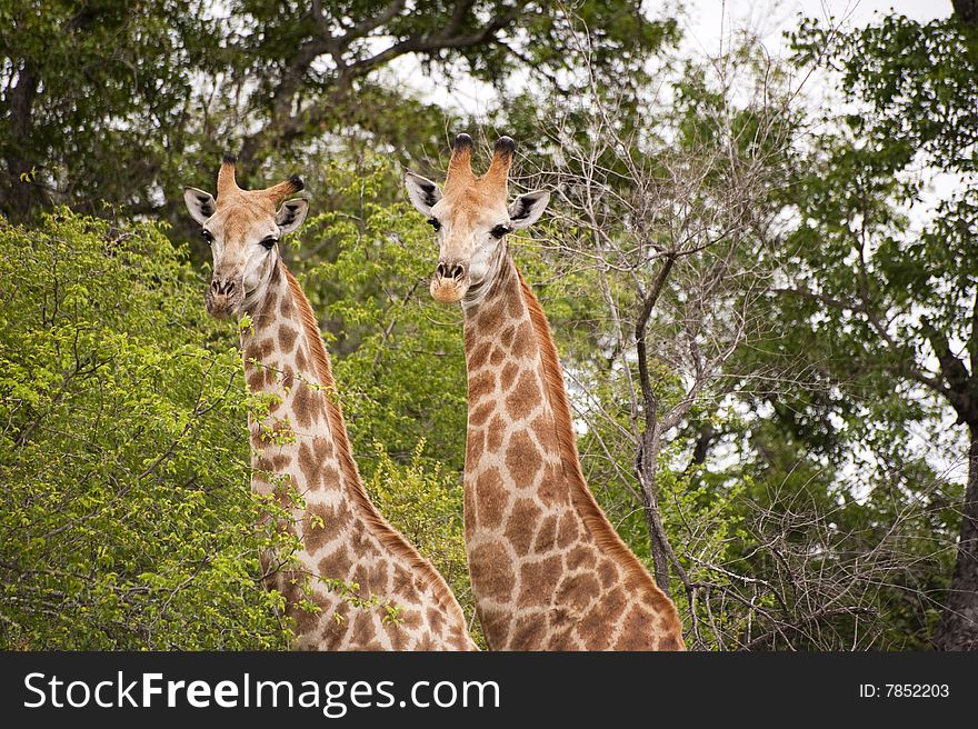 Giraffe in kruger national park