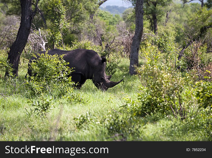 Rhino in Kruger Park, South Africa