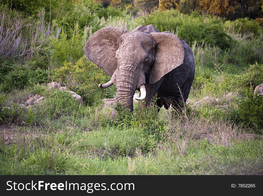 Male elephant in Kruger National park
