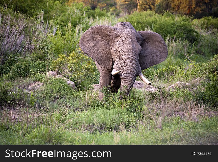 Male elephant in Kruger National park