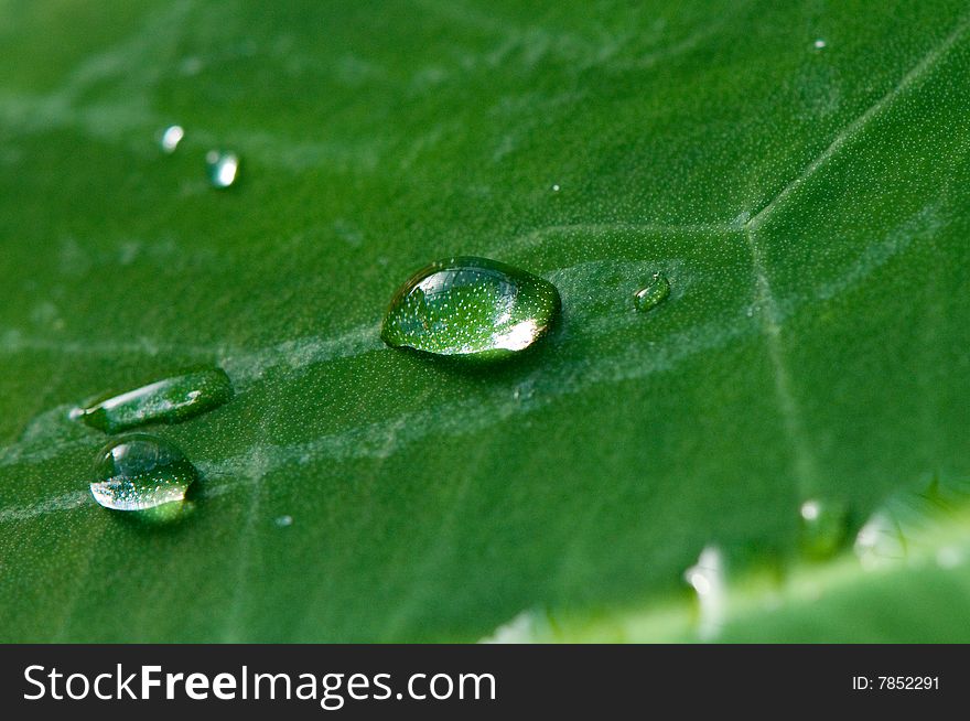 Water drop on leaf