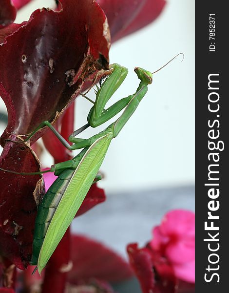 Female European praying mantis climbing on begonia leaves. Female European praying mantis climbing on begonia leaves.