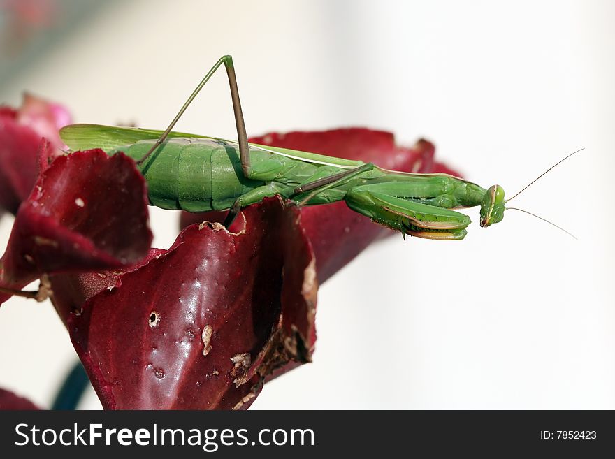 Female European mantis on red begonia leaves. Female European mantis on red begonia leaves.