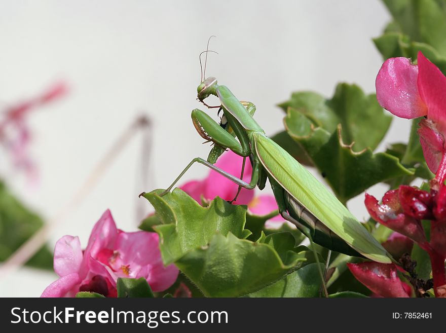 Female European mantis on a geranium leaf with begonias around. Female European mantis on a geranium leaf with begonias around.