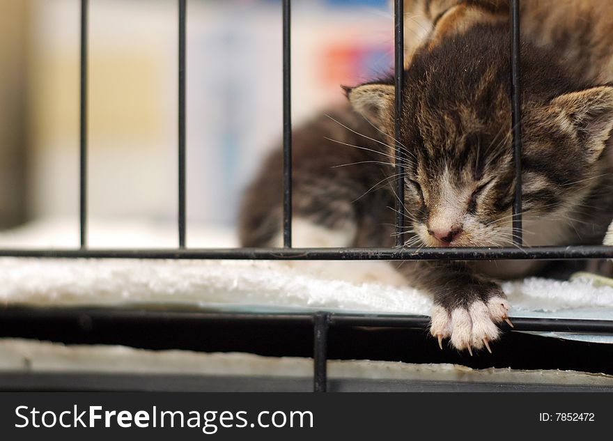 Cute tiny kitty sleeping in cage. Cute tiny kitty sleeping in cage