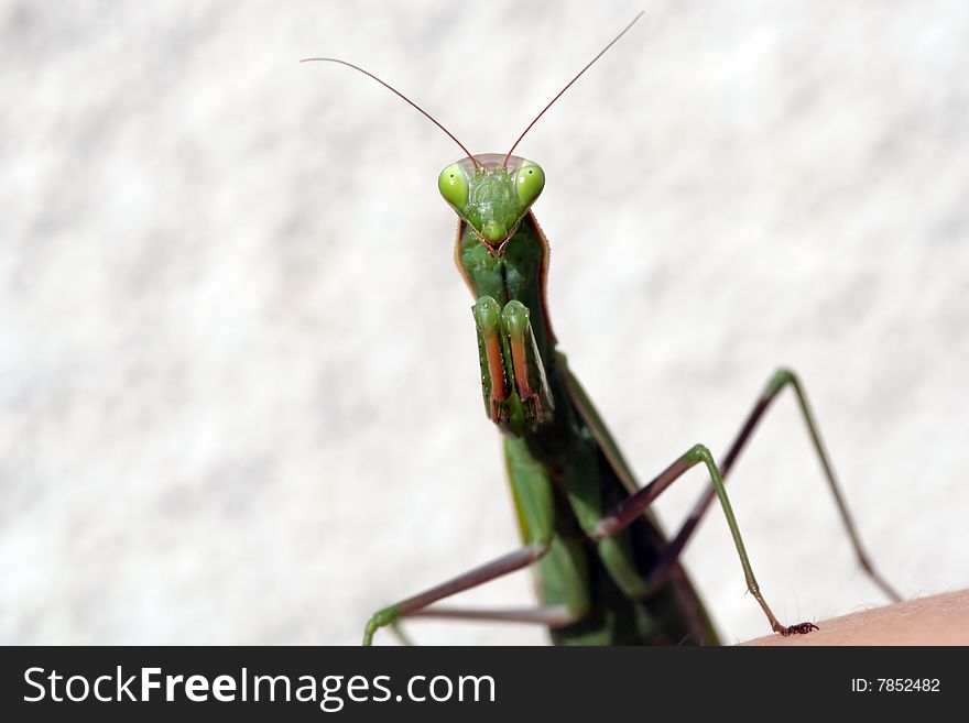 Female European mantis. Macro shot of its head and front legs. Female European mantis. Macro shot of its head and front legs.