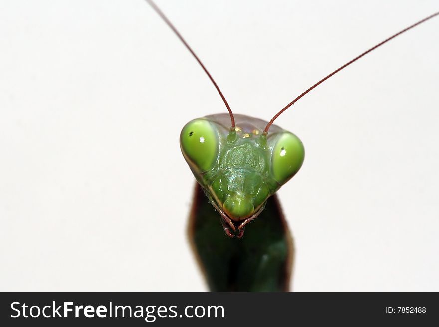 Female European mantis. Macro shot of its head. Female European mantis. Macro shot of its head.