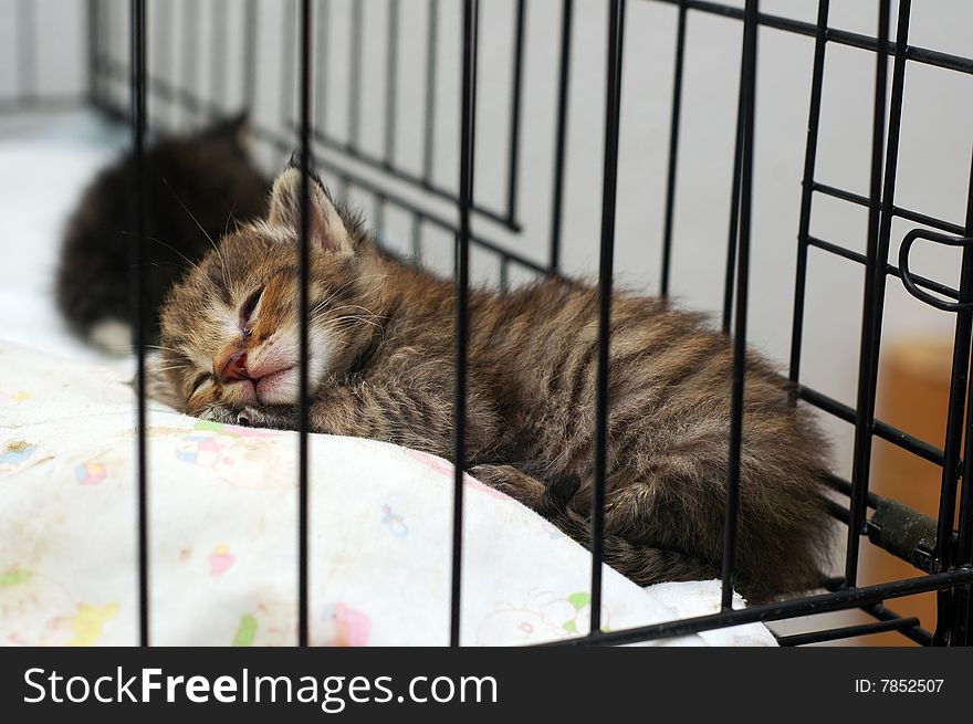 Cute tiny kitty sleeping in cage. Cute tiny kitty sleeping in cage