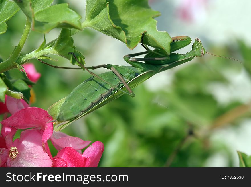 Female European mantis on a geranium leaf with begonias around. Female European mantis on a geranium leaf with begonias around.