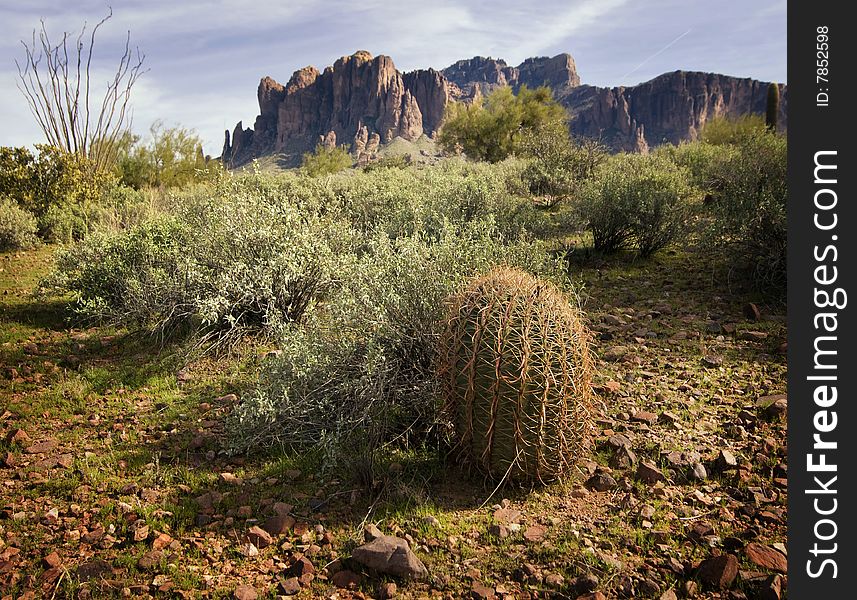 Wilderness desert trail with Saguaro Cactus in foreground and mountain in background.