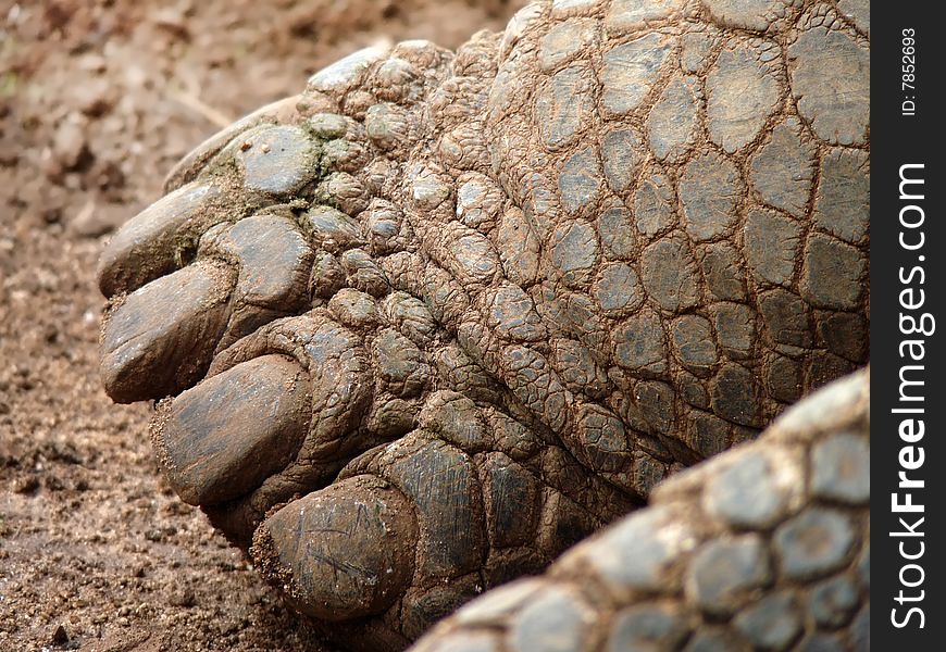 The seemingly prehistoric foot of a giant tortoise.