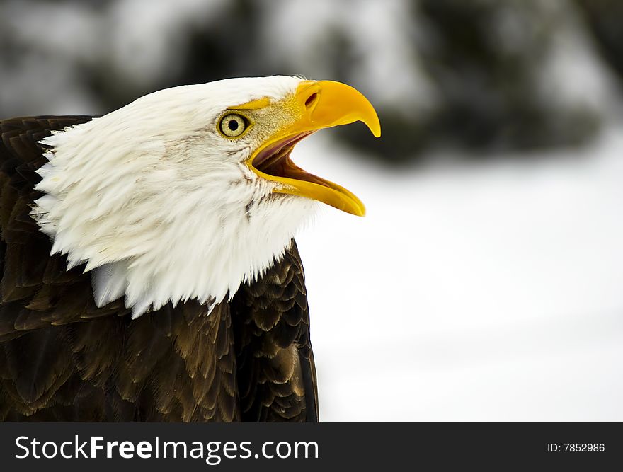 A Screaming Bald Eagle (Haliaeetus leucocephalus) in winter.