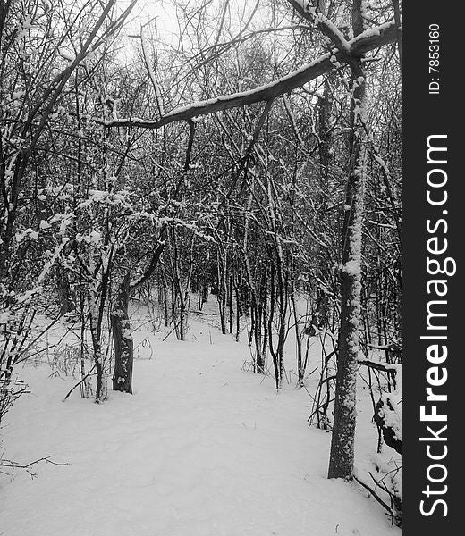 A path into a shelter belt of trees after a fresh snow. A path into a shelter belt of trees after a fresh snow.