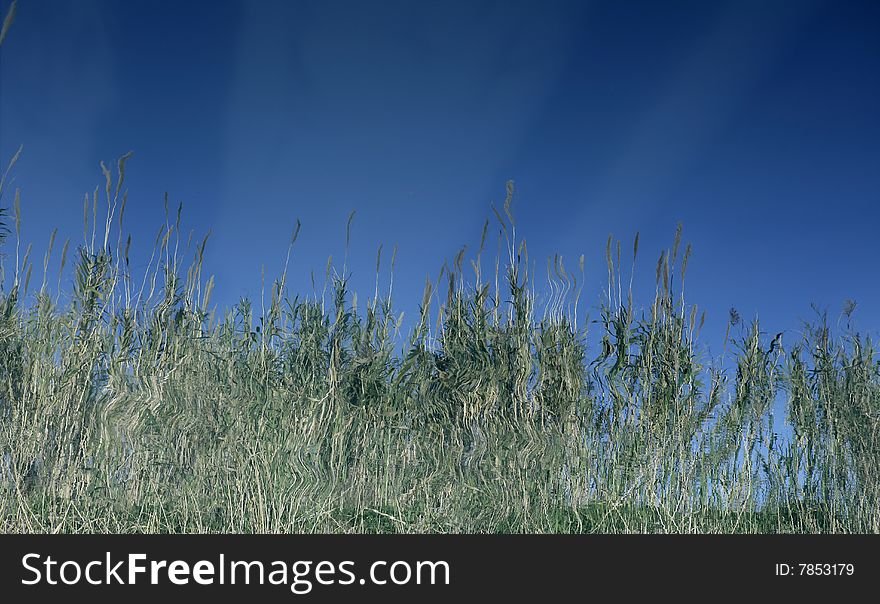 Cane flowers on the river, blue sky