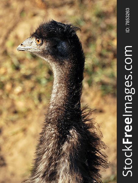 Closeup of emu face in wild.