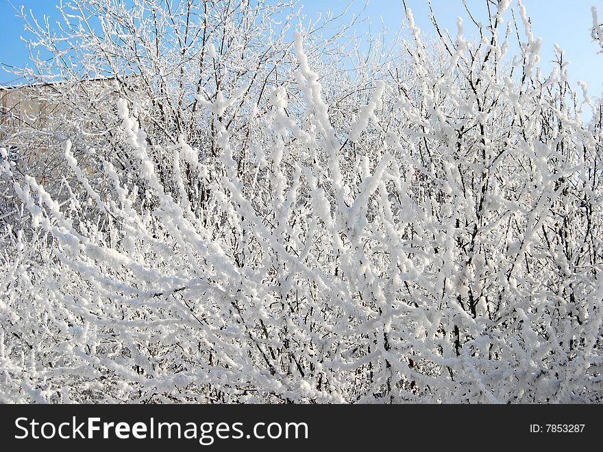 Bush Covered By Snow