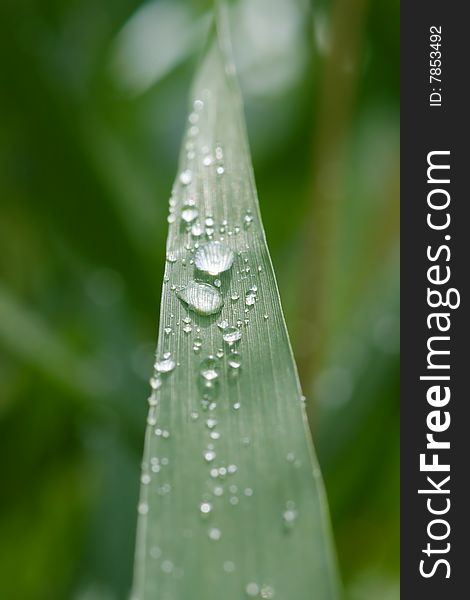 Rain drops on grass leaf. Rain drops on grass leaf