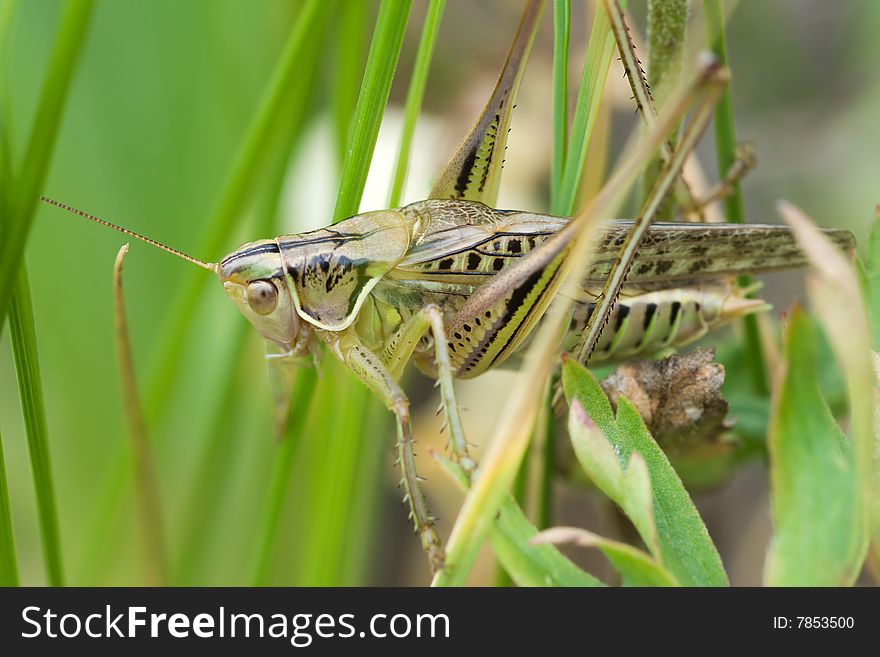 Macro shot of grasshopper in green gass