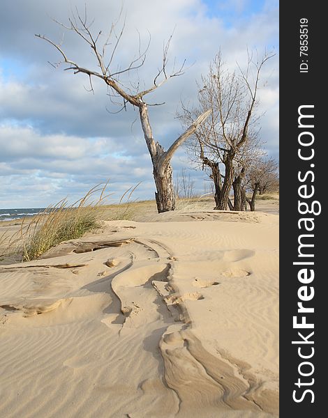 A winter scene of lifeless trees sitting on sculpted sand on a beach in Michigan. A winter scene of lifeless trees sitting on sculpted sand on a beach in Michigan