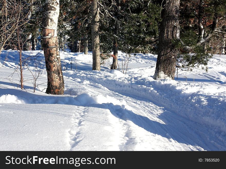 Snow and forest.